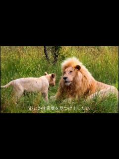 [画像][x]BAAD 君が好きだと叫びたい 歌詞付き - YouTube 余白なし