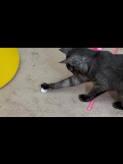 [画像][x]すーちゃんの妹スノーボールで遊ぶ様がかわいいクロちゃん - YouTube 余白なし