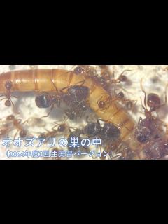 [画像][x]オオズアリの巣の中（2024年度3回生実習バージョン） - YouTube 余白なし