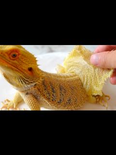 [画像][x]フトアゴヒゲトカゲの皮を脱ぐお手伝い【飼育ルーティン 余白なし