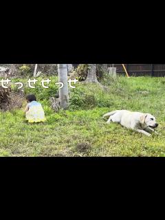 [画像][x]せっせせっせと草をむしって食べさせるのであった【長女ゴン🐕次女サン🐕三女ユウ👶】 - YouTube 余白なし