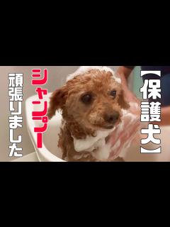 [画像][x]心を無くした保護犬たち、それでも前を向いてがんばっています「vol 292」 - YouTube 余白なし