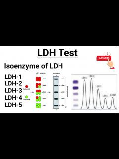 [画像][x]LDH Test || Isoenzymes of LDH || Functions of LDH - YouTube 余白なし