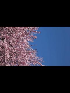 [画像][x]さくら, フラワーズ, ローアングルビューの無料の動画素材 余白なし