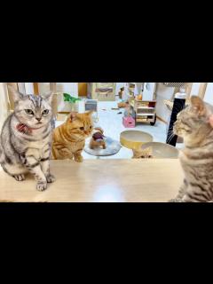 [画像][x]大変だ！ママの機嫌が悪い！僕がなんとかしなくちゃ！ - YouTube 余白なし