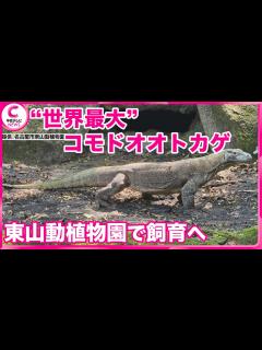 [画像][x]【コモドオオトカゲ】 世界最大のトカゲ 東山動植物園で飼育すると発表 名古屋市 - YouTube 余白なし