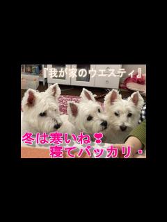 [画像][x]【我が家のウエスティ】冬は寒いね！寝てバッカリ・・・ - YouTube 余白なし