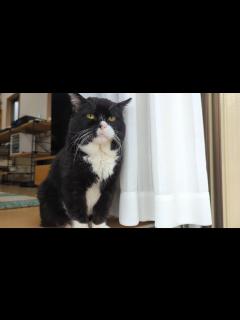 [画像][x]YouTube再開とご報告 - YouTube 余白なし