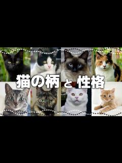 [画像][x]【猫の模様・柄の分類】どんな種類がある？｜毛色で分かる猫の性格 - YouTube 余白なし