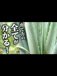 [画像][x]全て解決！アロエの育て方・植え替え・挿し木...etc.全部教えます♪【観葉植物 余白なし