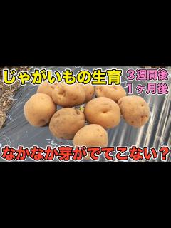 [画像][x]【芽出しが心配】植え付け1ヶ月後はどこまで成長したのか？生育状況を見て対策を考えよう！（男爵、メイクイーン、キタアカリ） - YouTube 余白なし