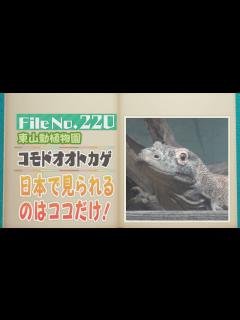[画像][x]世界最大にして世界最強のトカゲ！？東山動植物園のコモドオオトカゲ【どうぶつZOO鑑】2024年9月20日放送 - YouTube 余白なし