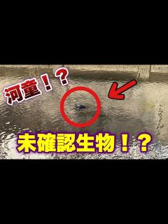 [画像][x]未確認生物！？河童！？#uma #ghost #monster #specter #妖怪 #未確認生物 #yokai #apparition ... 余白なし