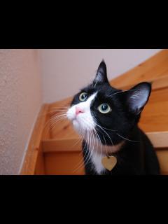 [画像][x]【猫の模様・柄の分類】どんな種類がある？｜毛色で分かる猫の性格 - YouTube 余白なし