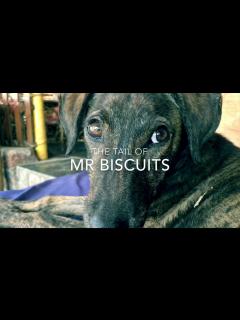 [画像][x]Mr. Biscuits: The Movie - YouTube 余白なし
