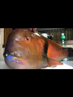[画像][x]人に噛み付く凶暴な魚を食べてみたら。。 - YouTube 余白なし