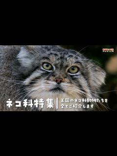 [画像][x]【ネコ科特集】王国のネコ科動物たちをご紹介 - YouTube 余白なし
