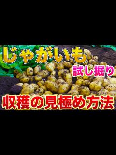 [画像][x]ジャガイモを収穫するタイミングは？正しい時期に掘ることで大きなジャガイモを収穫できます！ - YouTube 余白なし