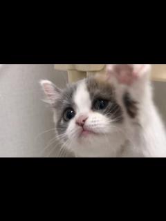 [画像][x]ENG) 쫀떡이 헬로 짤이 어떻게 탄생했냐면요 (feat. 뽀시래기 쫀떡) - YouTube 余白なし