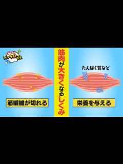 [画像][x]筋肉学〜筋肉が大きくなるしくみ【教えて！シンタロー先生 #005 】 - YouTube 余白なし
