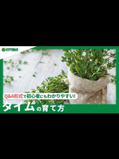 [画像][x]☘:207 ：【Q&A】タイムの育て方｜きれいな葉を保つ方法は？水やりや肥料などの管理方法｜【PlantiaQ&A】植物の情報、育て方をQ&A ... 余白なし