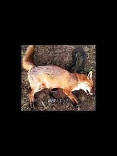 [画像][x]【閲覧注意！】野生生物達の戦い！丸呑みしたはずの動物がお腹を突き破って出てきた - YouTube 余白なし