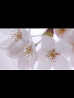 [画像][x]手紙/荒木とよひさ・神野美伽 Cover by 来夢来人 - YouTube 余白なし