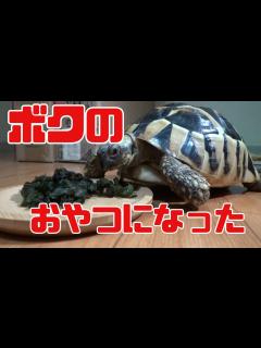[画像][x]久しぶりに会いに行くのです - YouTube 余白なし