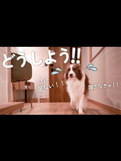 [画像][x]久しぶりのお泊まりではしゃぎすぎてパパを見失ってしまったボーダーコリー💦 - YouTube 余白なし