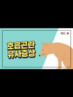 [画像][x]# 강아지 호흡곤란으로 오해할 수 있는 증상 알아보기! - YouTube 余白なし