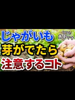 [画像][x]#24.【春じゃがいも】急な寒さに注意‼芽が出てきてからするコト【家庭菜園】 - YouTube 余白なし