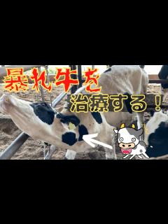 [画像][x]体調の悪い暴れ牛を治療してみた！ part2 - YouTube 余白なし