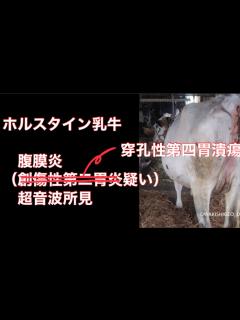 [画像][x]牛 腹膜炎の超音波所見 穿孔性第四胃潰瘍に疑う病名を変更 ホルスタイン乳牛 獣医 エコー - YouTube 余白なし