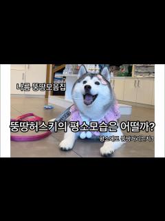 [画像][x]뚱땅허스키는 평소에도 뚱땅거릴까? (뚱땅모음집) - YouTube 余白なし