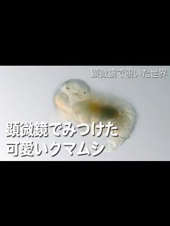 [画像][x]顕微鏡でみつけた可愛いクマムシ (Tardigrade) - YouTube 余白なし