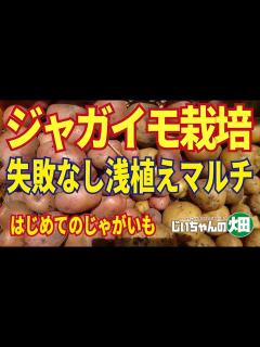 [画像][x]初めてのジャガイモ栽培なら浅植えマルチ栽培！種芋と肥料を置いてマルチをかけるだけの植え付け。収穫でマルチをめくればジャガイモゴロゴロ！2/13 ... 余白なし