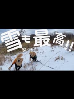 [画像][x]久しぶりの再会に何度も喜ぶ二匹が可愛すぎました - YouTube 余白なし