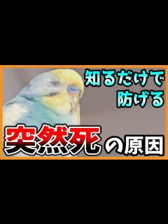 [画像][x]【インコ突然死の原因】絶対に家にある〇〇で急死の危険!防ぐために絶対に見て!~コザクラインコ・セキセイインコ~Budgerigar - YouTube 余白なし