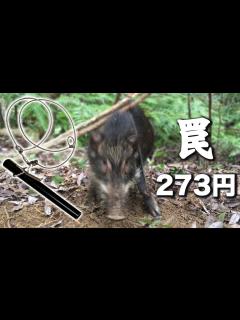 [画像][x]自作のくくり罠-前編【私の罠は273円-トリガー部編】伝統的で原始的な罠を製作する-台湾から伝わったハネ上げ式罠 - YouTube 余白なし