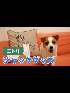 [画像][x]今ジャック界をざわつかせているニトリのジャックグッズが可愛すぎた/ジャックラッセルテリア/多頭飼い - YouTube 余白なし