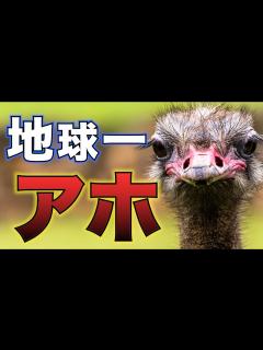 [画像][x]地球一アホな生き物はダチョウでした。。。 - YouTube 余白なし