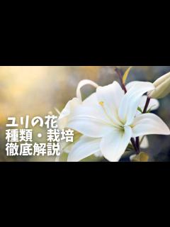[画像][x]こんなにも種類が！ユリの花の特徴・種類・育て方をわかりやすく解説！ - YouTube 余白なし