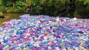 100種類5000株の紫陽花が咲く「雨引観音あじさい祭」で人気の水中華が始まりました♪（nicomama） - エキスパート -  Yahoo!ニュース